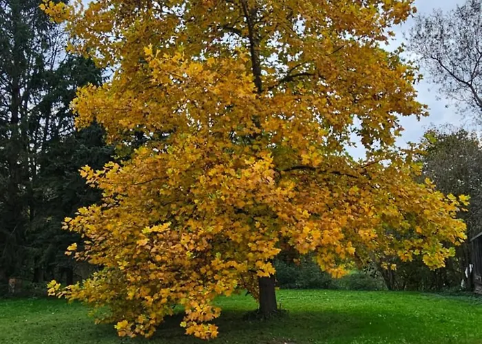 Bruendl - Fruehstueckspension Und Wilhering